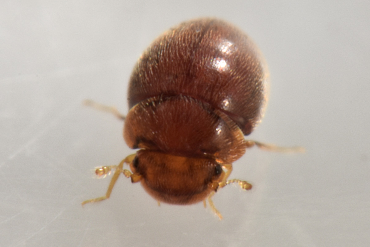 Clambidae: Loricaster testaceus? S.